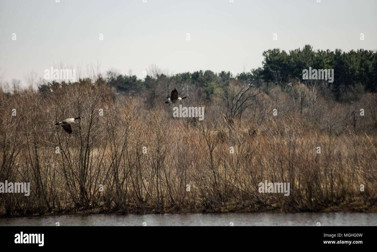 Geese pair in the wetlands Stock Photo