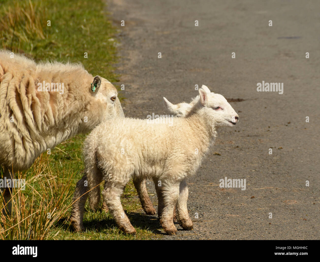 Ewe with twin lambs Stock Photo
