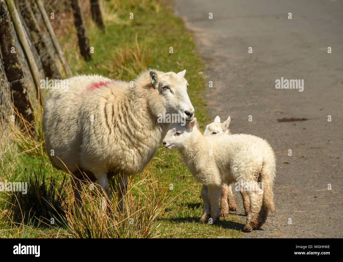 Ewe with twin lambs Stock Photo
