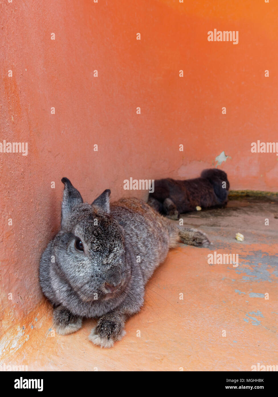 Grey farm hare hi-res stock photography and images - Alamy