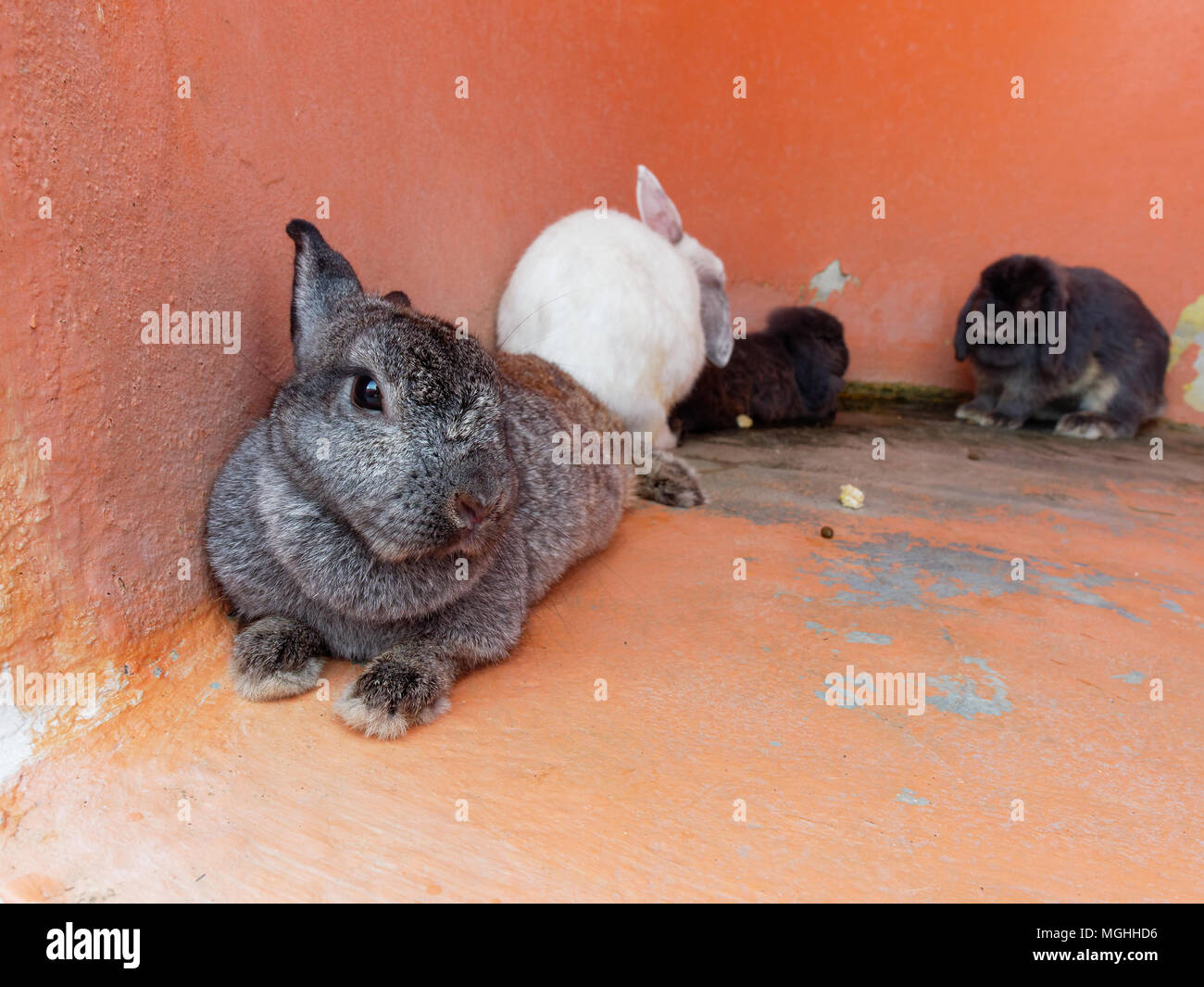 Grey farm hare hi-res stock photography and images - Alamy