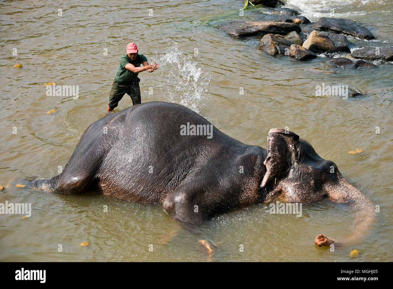 Horizontal aerial view of an elephant having a wash at Pinnawala Elephant Orphanage in Sri Lanka. Stock Photo