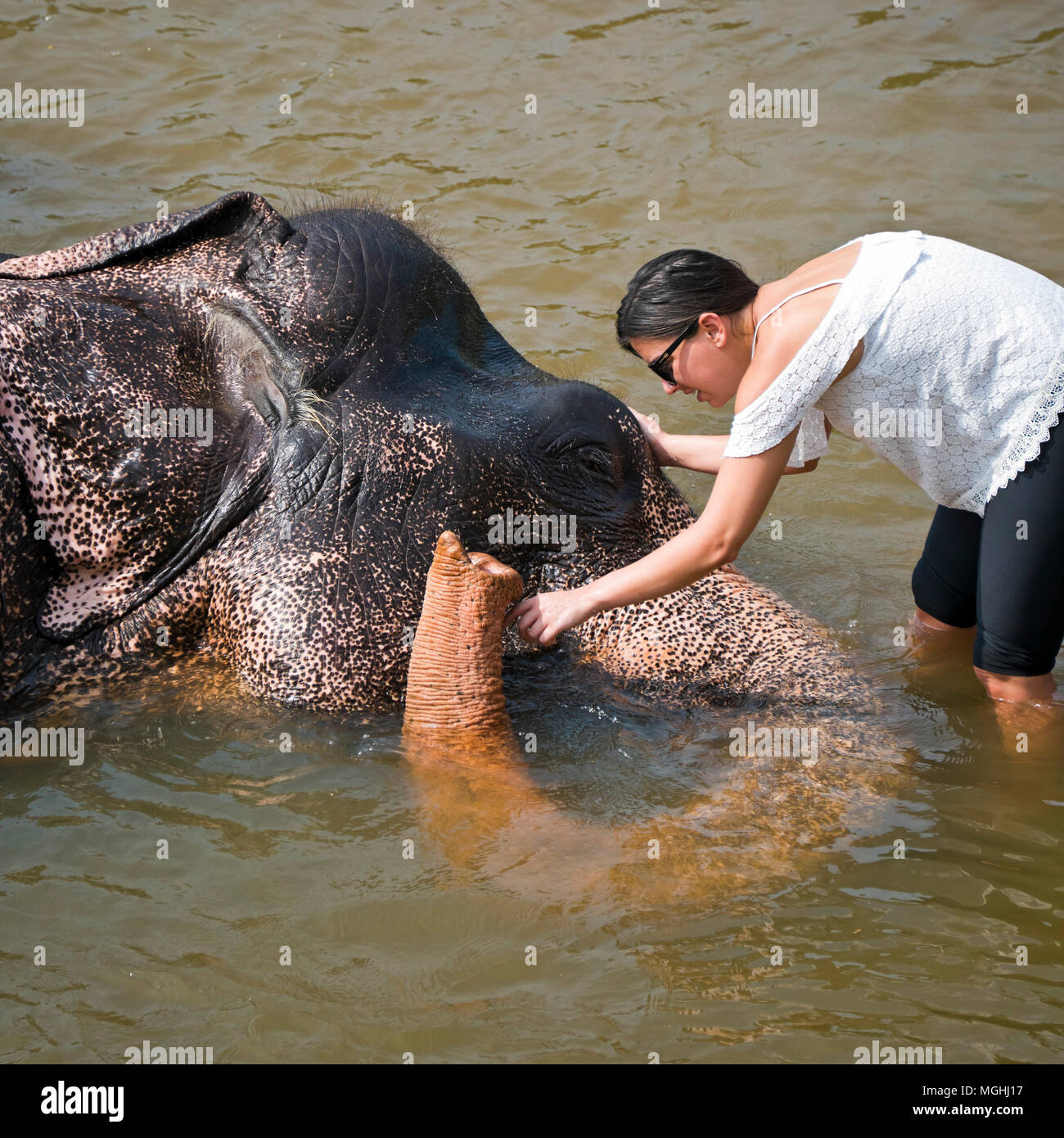 Square view of an elephant having a bath at Pinnawala Elephant Orphanage in Sri Lanka. Stock Photo