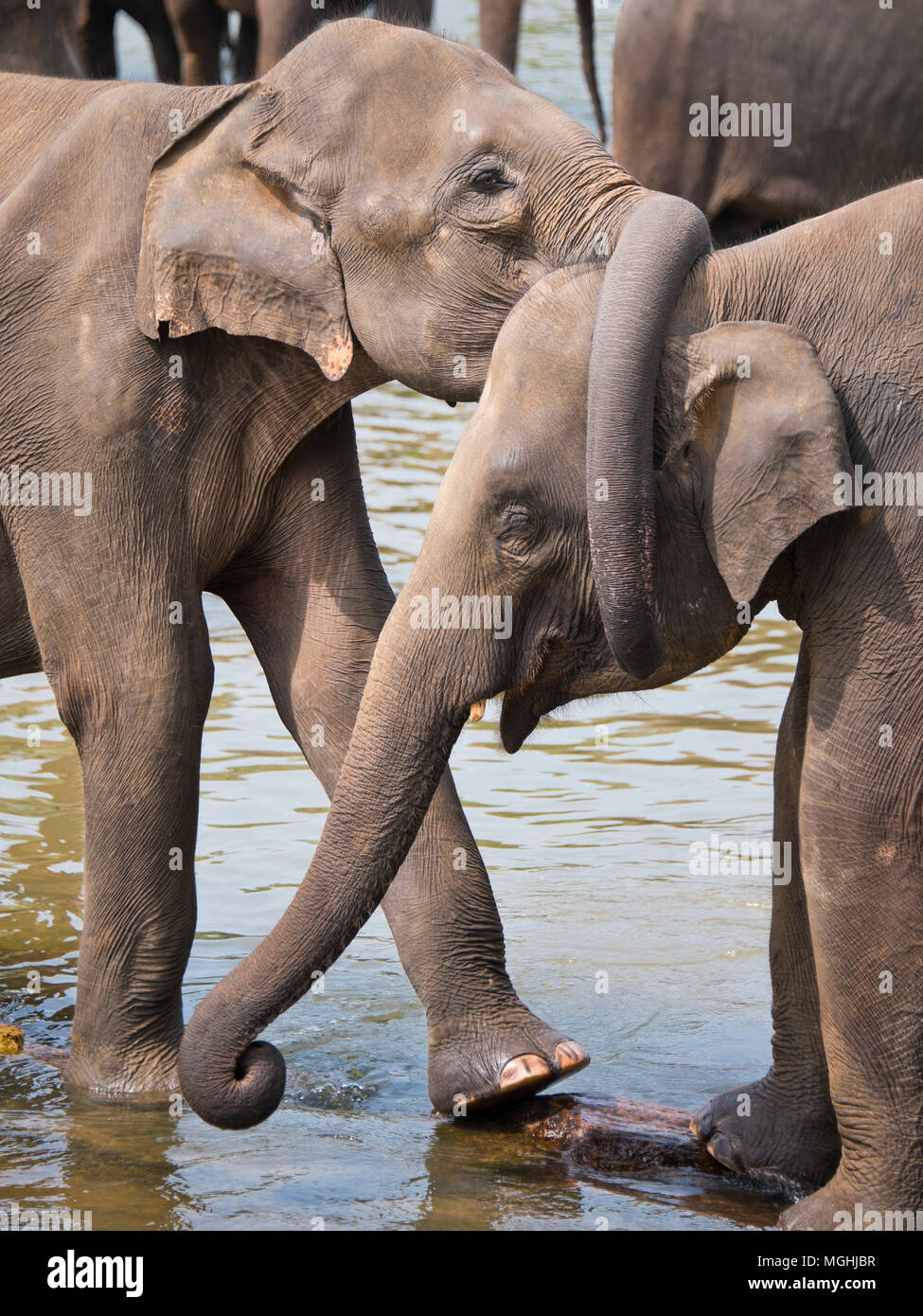 Vertical view of elephants twisting the trunks together in Sri Lanka. Stock Photo