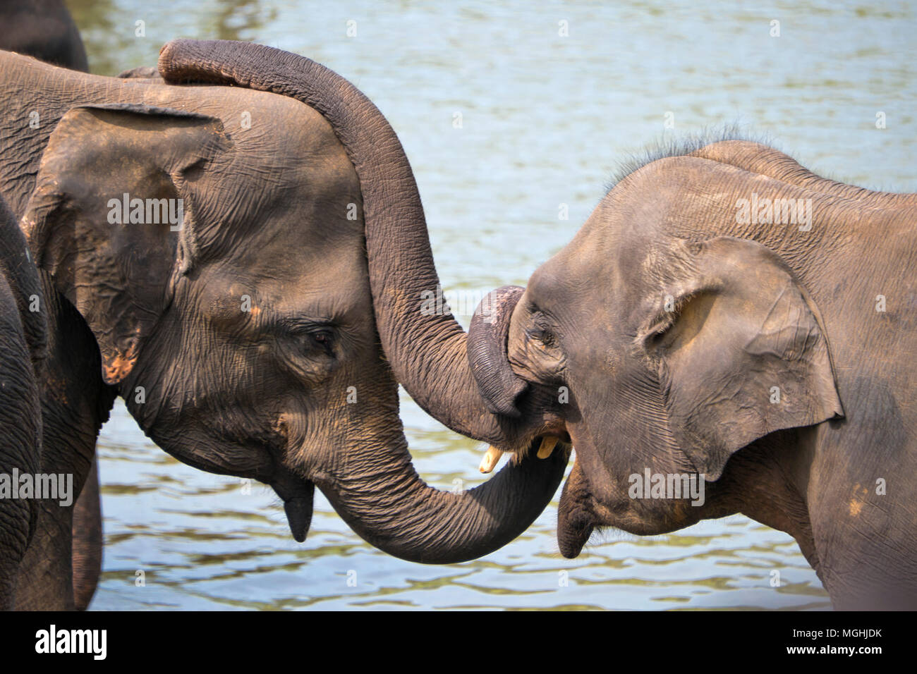 Horizontal view of elephants twisting the trunks together in Sri Lanka. Stock Photo
