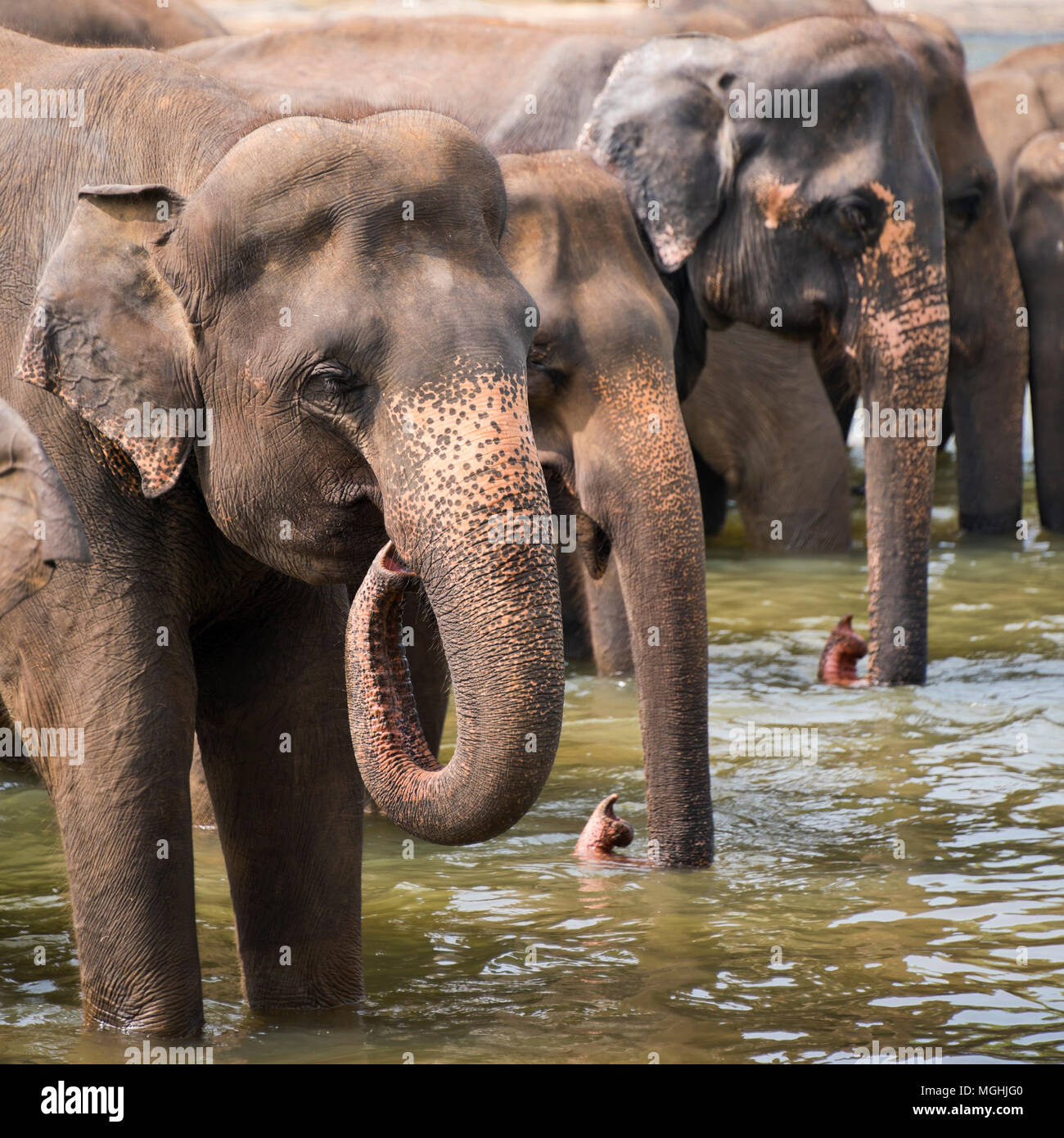 Square view of elephants having a drink in a river in Sri Lanka. Stock Photo