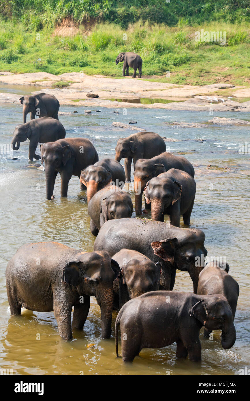 Vertical view of a herd of elephants in the water at Pinnawala Elephant Orphanage in Sri Lanka