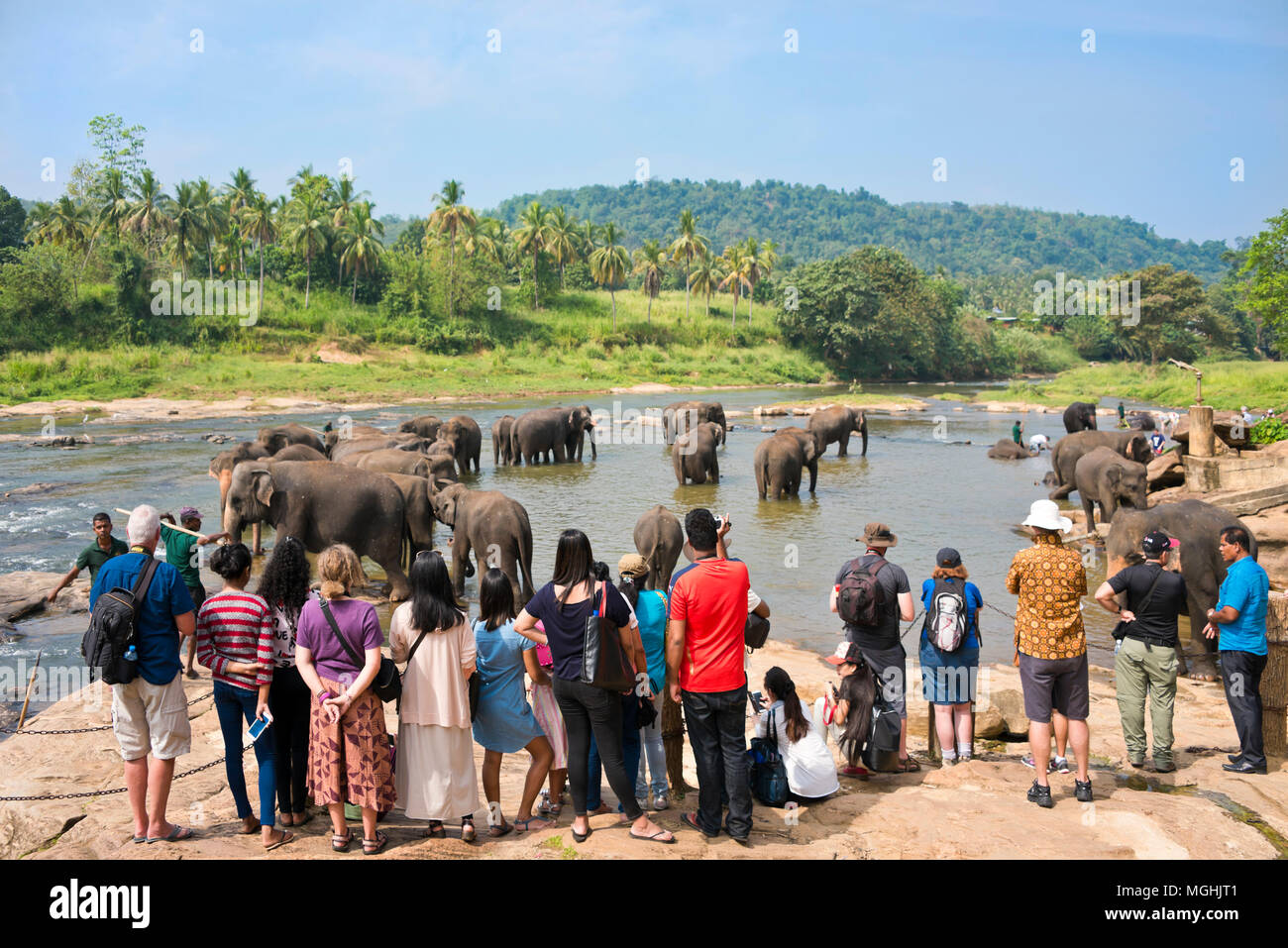 Horizontal view of tourists watching the elephants in the river at Pinnawala Elephant Orphanage in Sri Lanka. Stock Photo