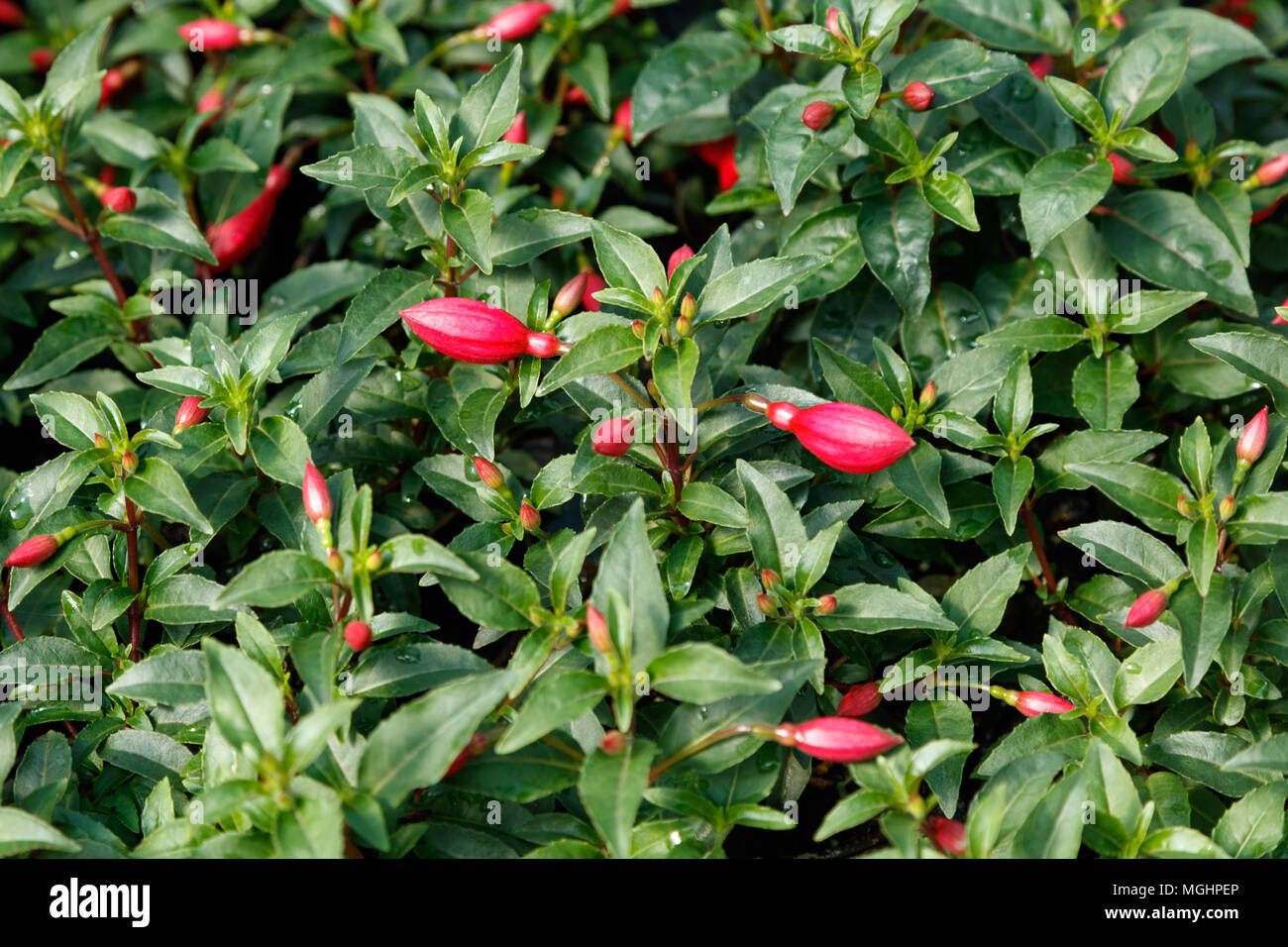 Fuchsia flower plant, nature background top view. Stock Photo