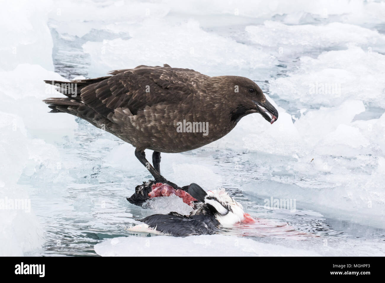 brown skua Stercorarius antarcticus adult eating penguin carcass