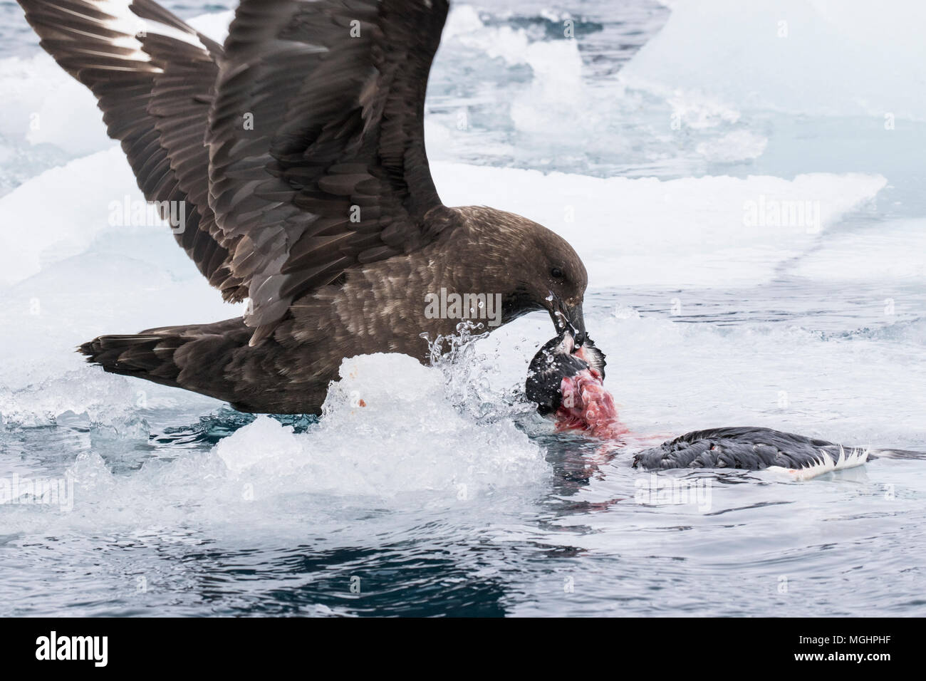 brown skua Stercorarius antarcticus adult eating penguin carcass