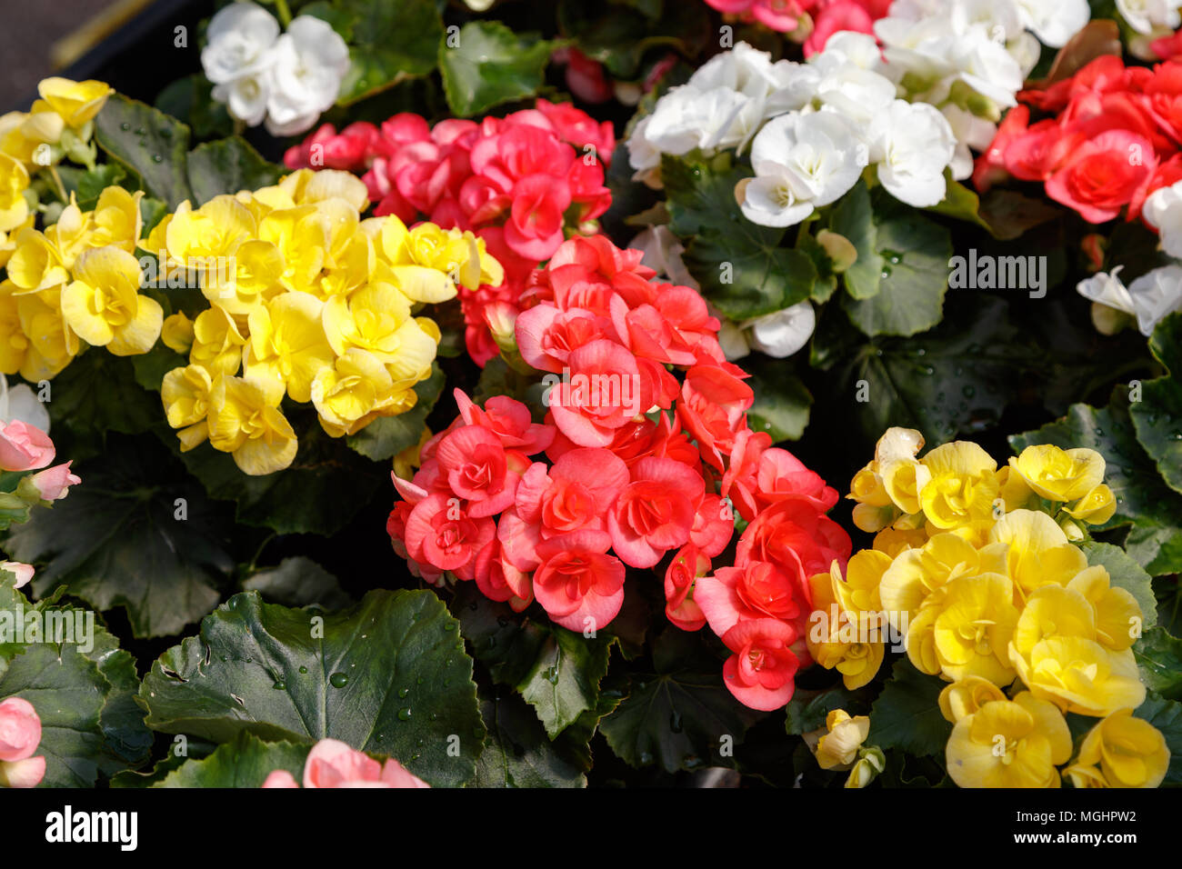 Rieger begonia flowers, nature background top view. Stock Photo