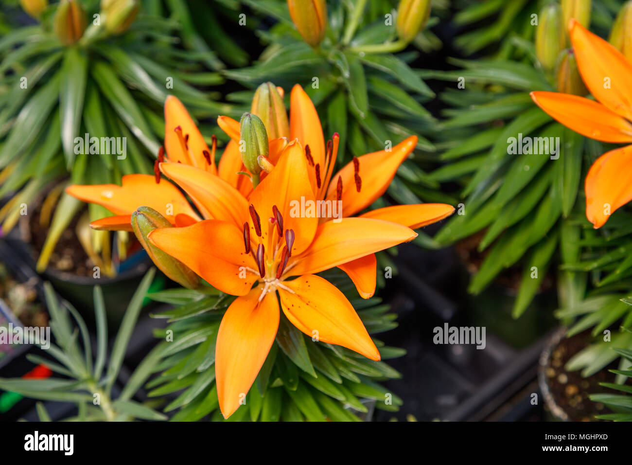 Hybrid lily hi-res stock photography and images - Alamy