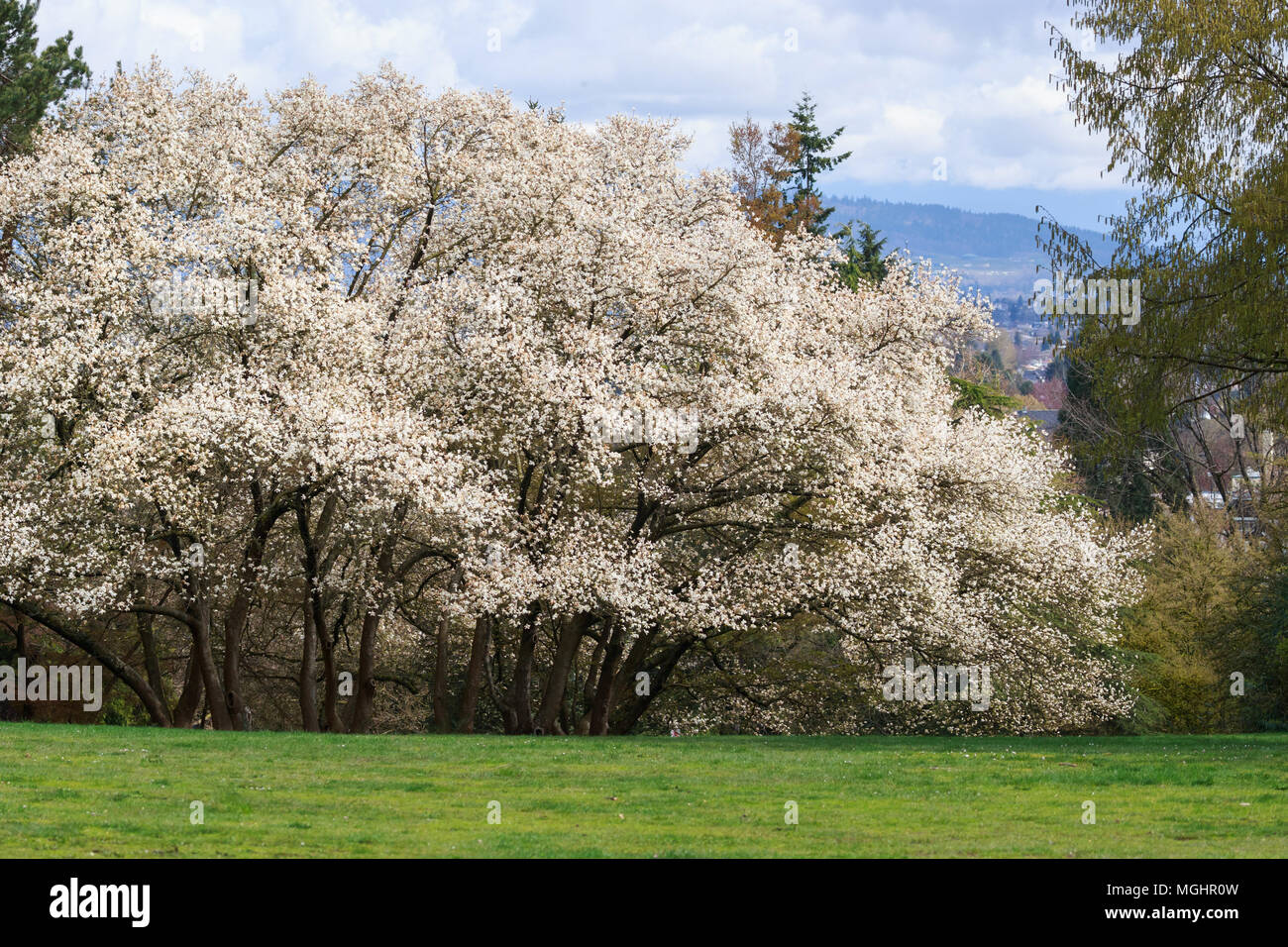 Dogwood grass hires stock photography and images Alamy