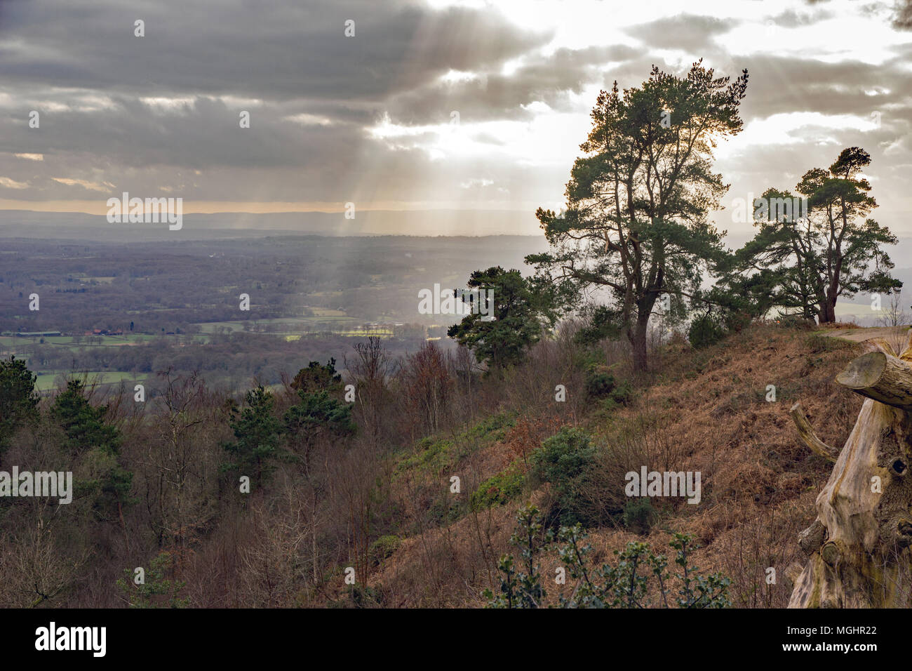 A stark isolated Scots Pine tree set against bright sun rays bursting through the heavy and dark skies on the side of a wooded hill top, Leith Hill, S Stock Photo