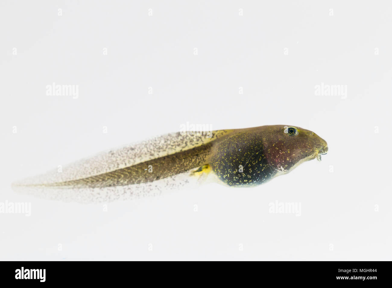 Common frog tadpole with emergent hind legs Stock Photo