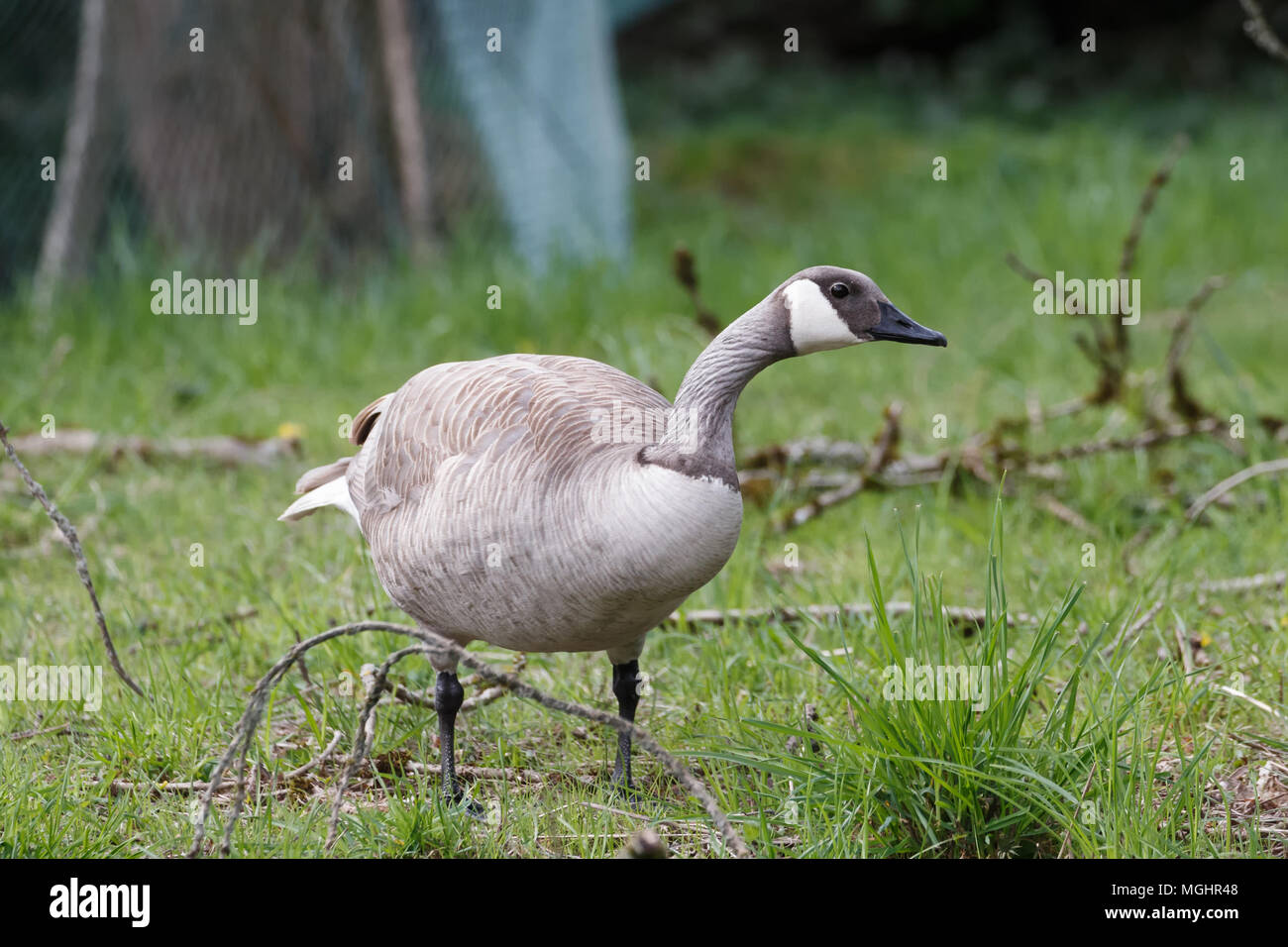 Albino Canadian goose at Vancouver BC Canada Stock Photo - Alamy