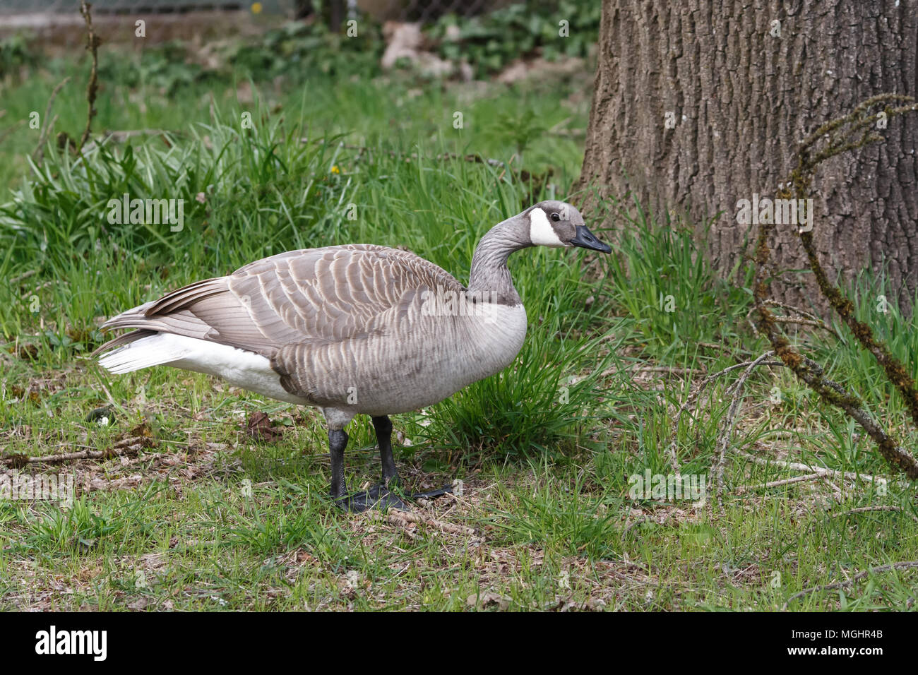 Albino Canadian goose at Vancouver BC Canada Stock Photo - Alamy