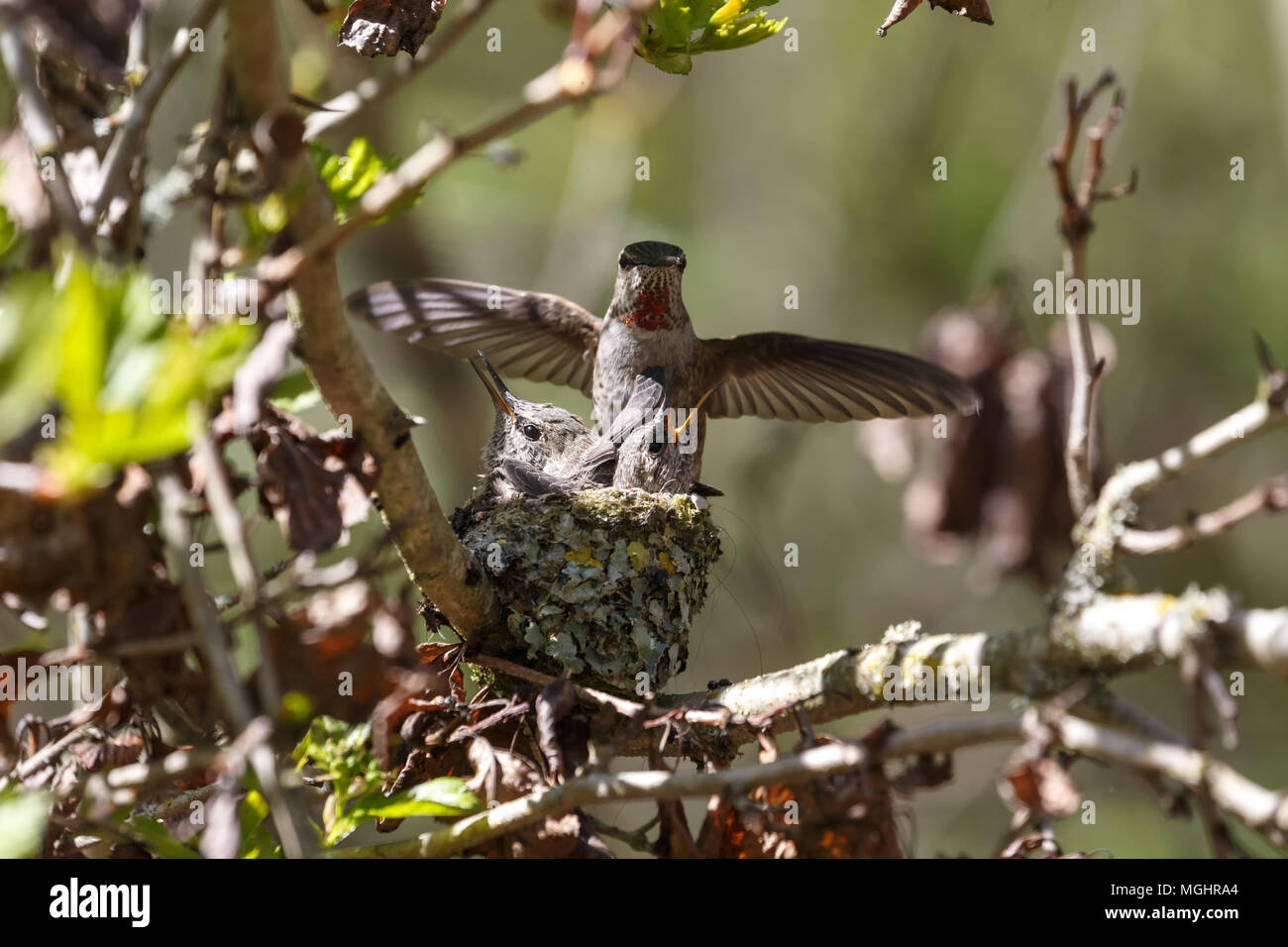 Anna's Hummingbird Feeds Chick at Delta BC Canada Stock Photo