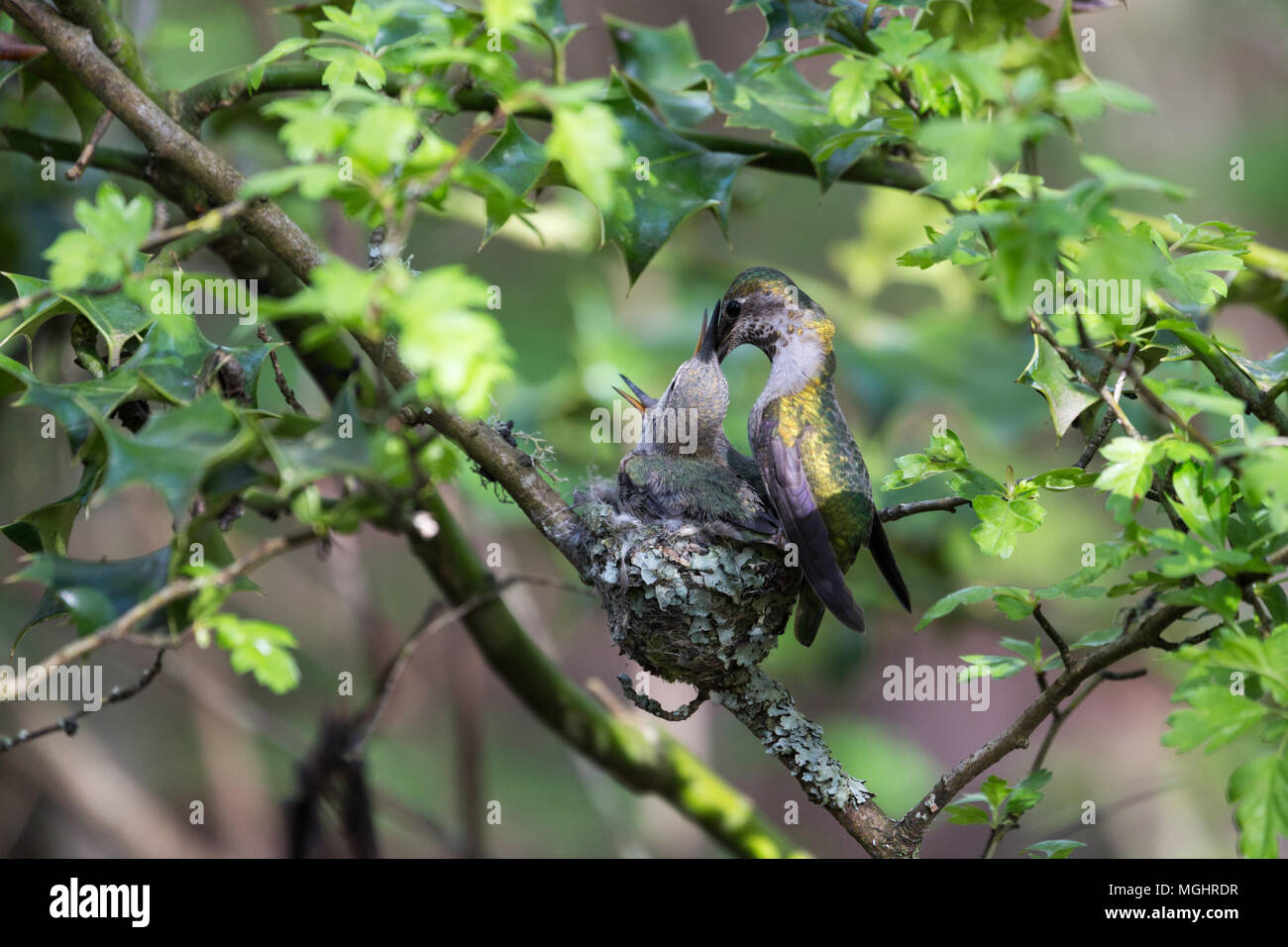 Anna's Hummingbird Feeds Chick at Delta BC Canada Stock Photo