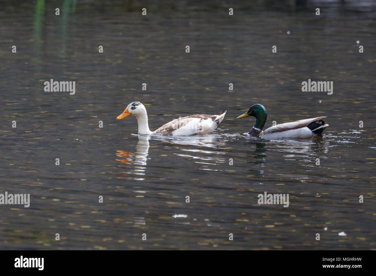 Hybrid mallard hi-res stock photography and images - Alamy