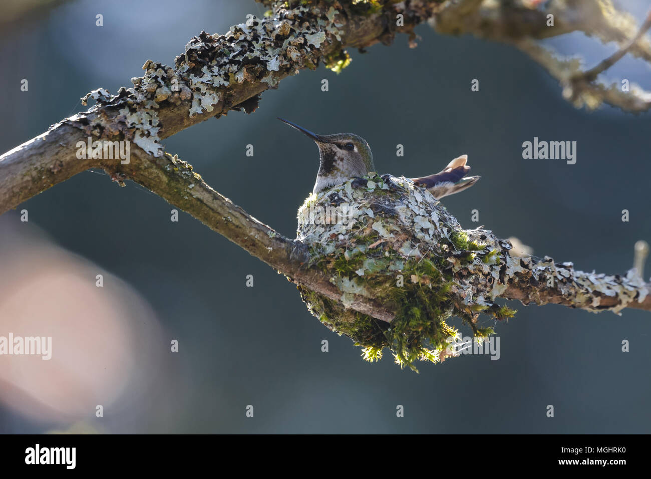 Anna's Hummingbird nest breeding at Delta BC Canada Stock Photo