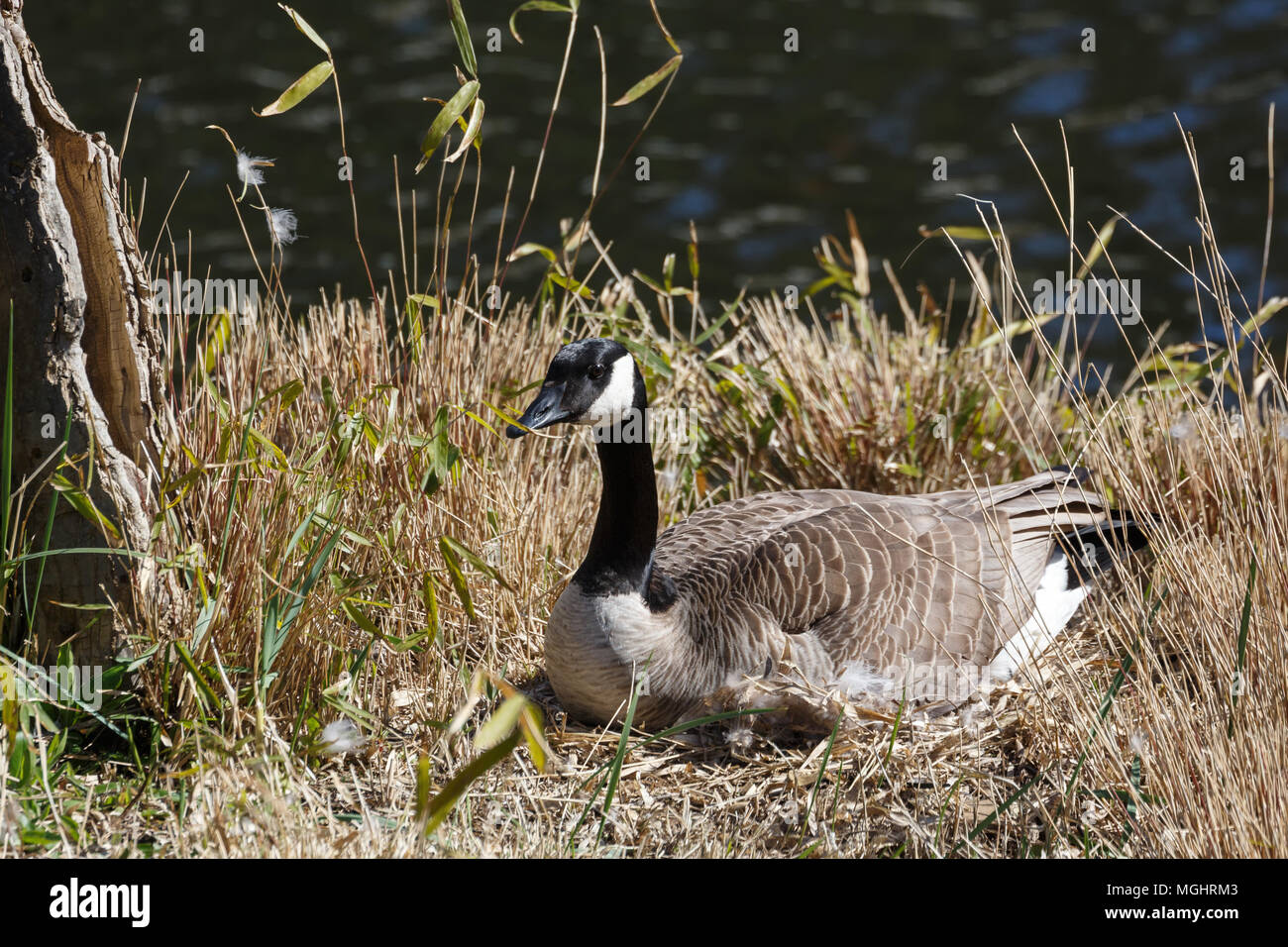 Canadian goose nest hi res stock photography and images Alamy