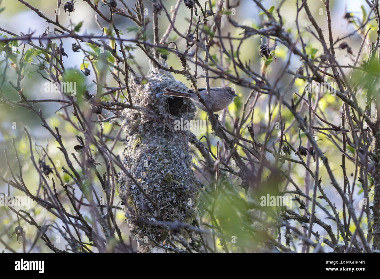 American bushtit Bird nest at Vancouver BC Canada Stock Photo Alamy