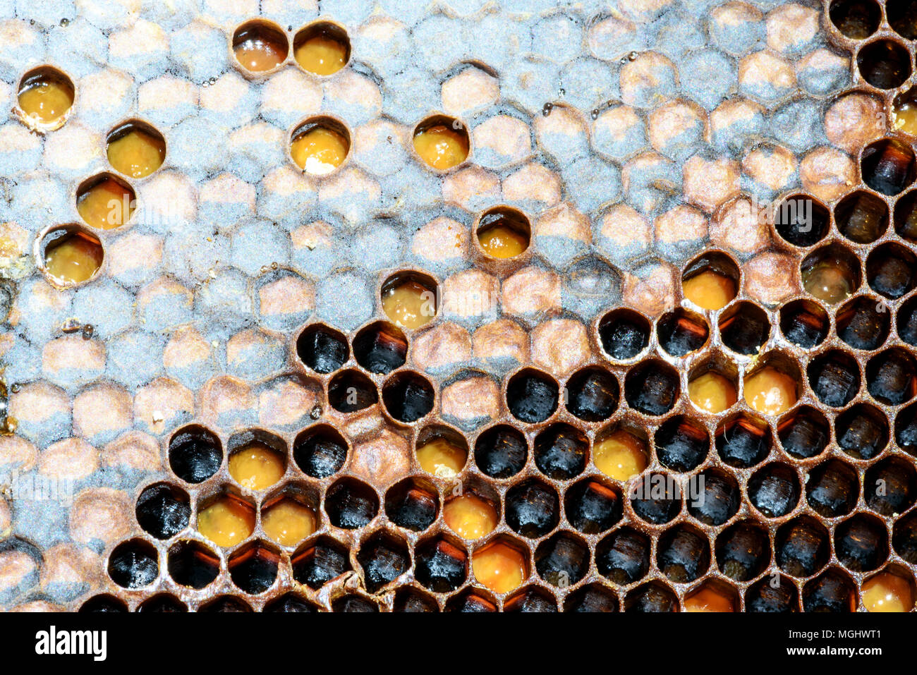 Closeup macro of yellow bee honeycomb in a hexagon pattern with sealed golden sweet honey compartments of the hive interior found wild in nature Stock Photo