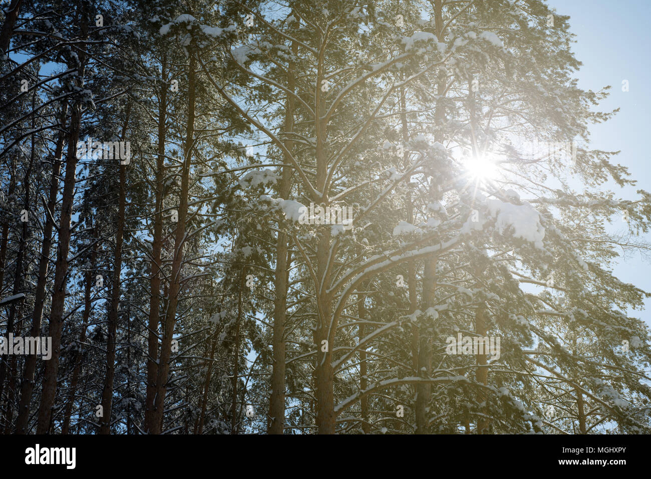 Warm golden sunshine shines through the branches of pine and fir forest trees in the midst of a icy cold winter with fresh snowfall covering the trunk Stock Photo