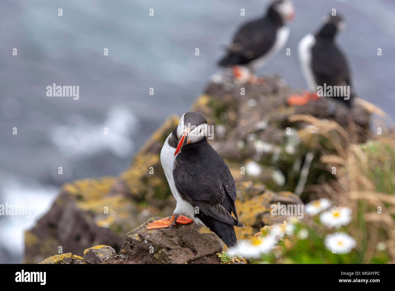 Látrabjarg cliffs with Atlantic Puffins in Bjargtangar, Westfjords ...