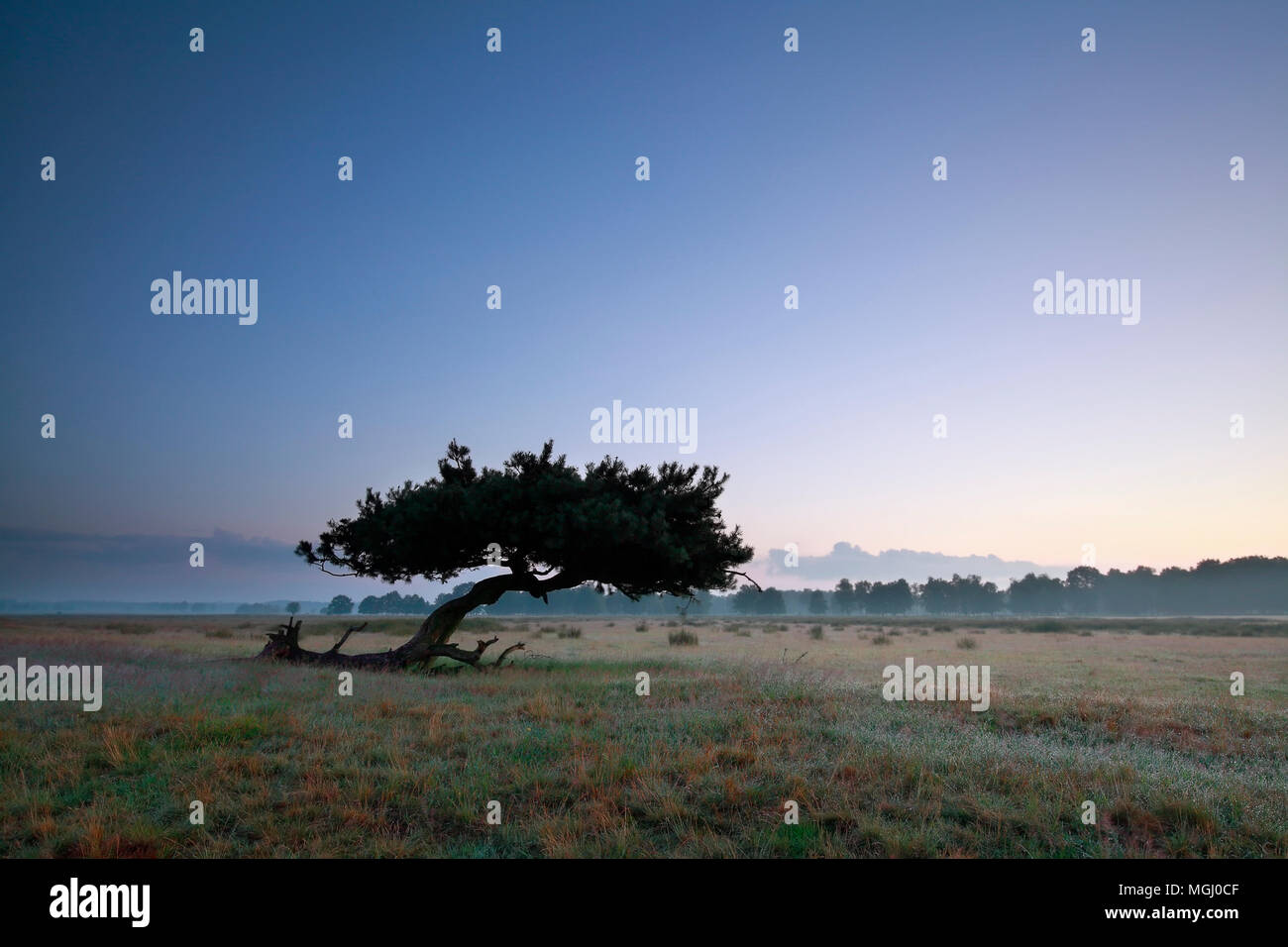 lone pine tree on meadow in dusk Stock Photo - Alamy