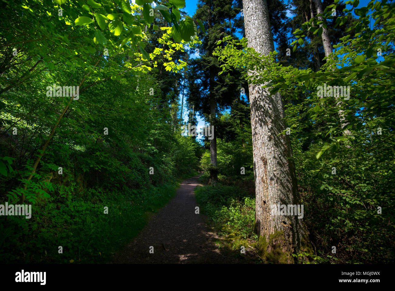 Beautiful Black Forest in Germany Stock Photo - Alamy