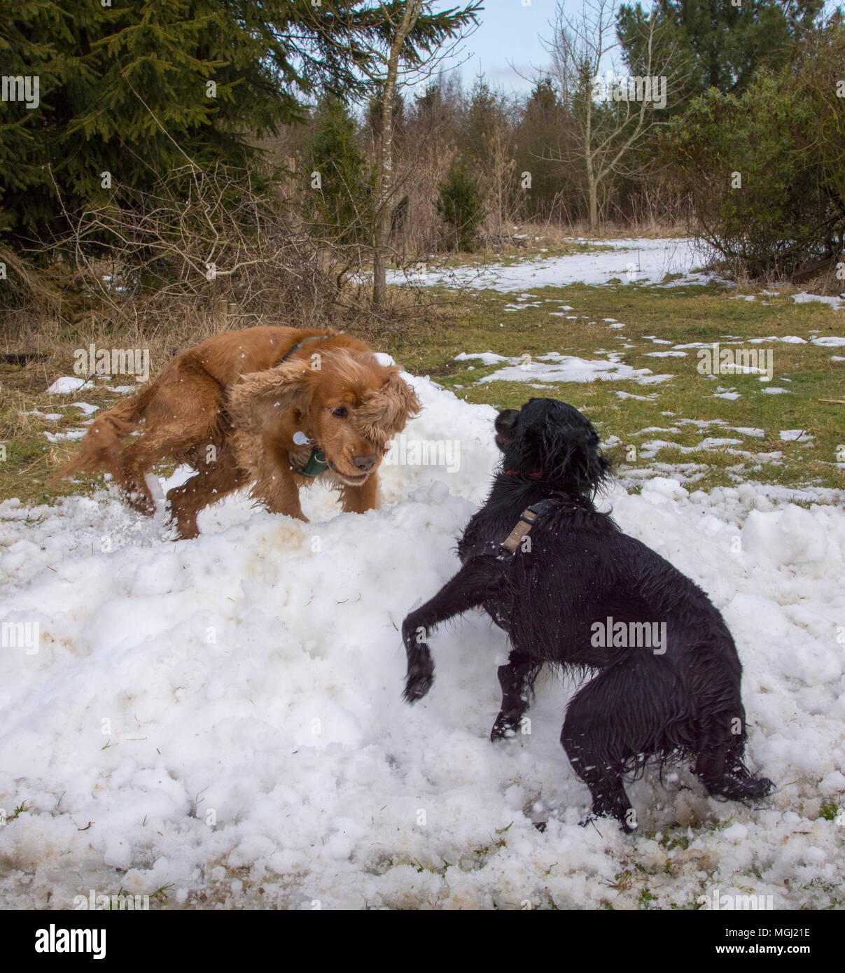 Spaniels playing in snow Stock Photo