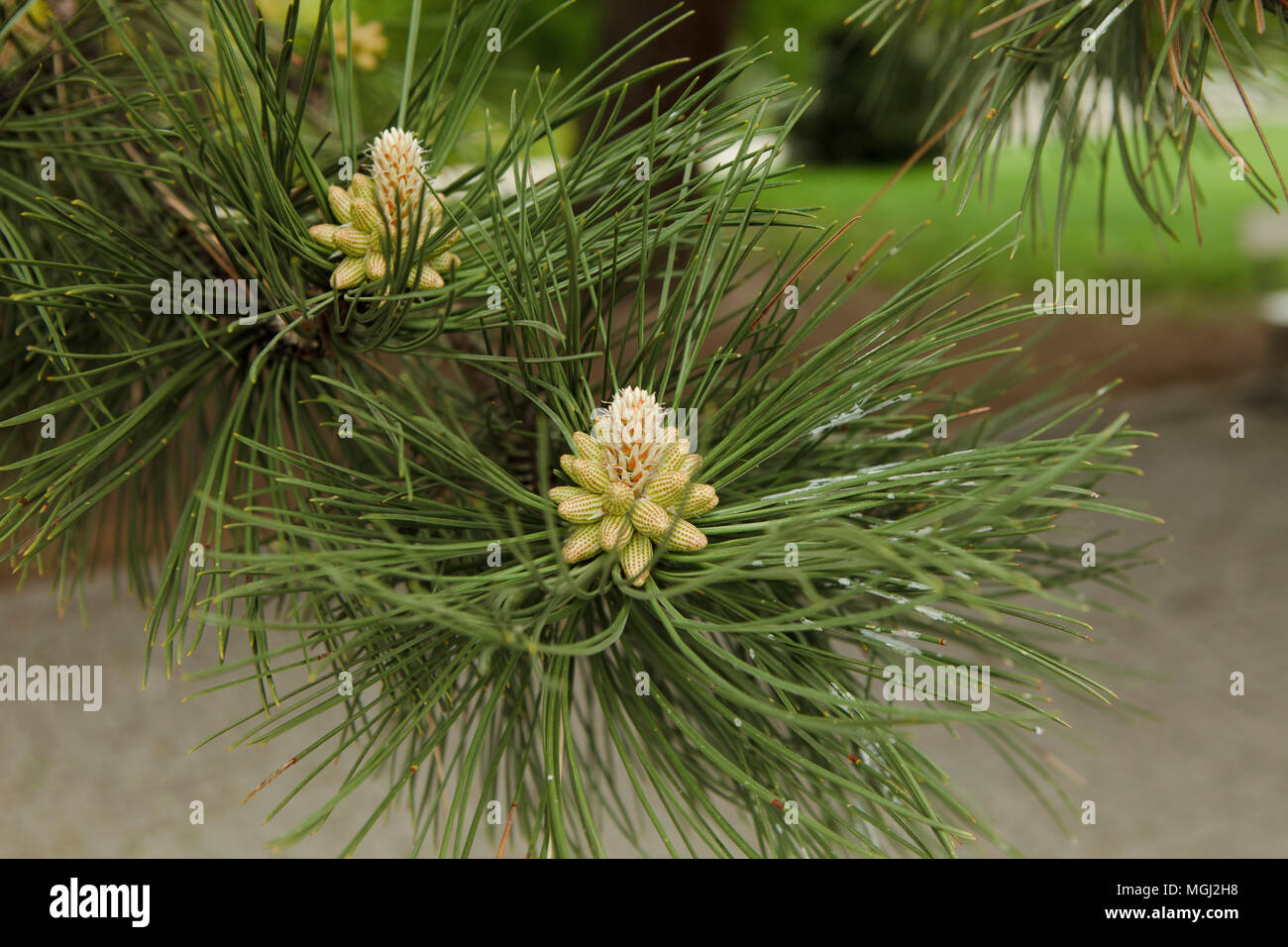 pine shoots close up Stock Photo