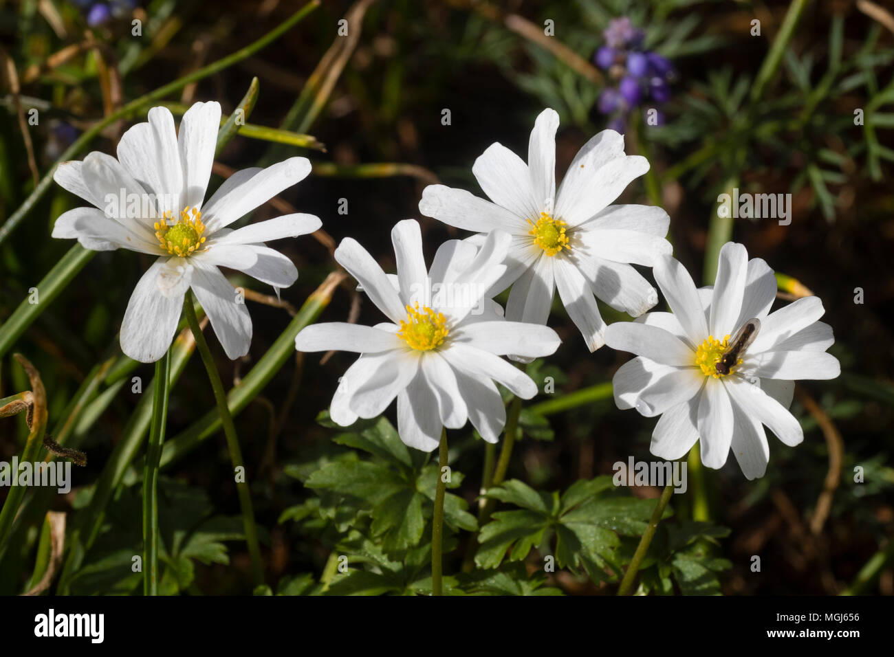 White spring flowers of the ephemeral windflower, Anemone appenina var albiflora Stock Photo