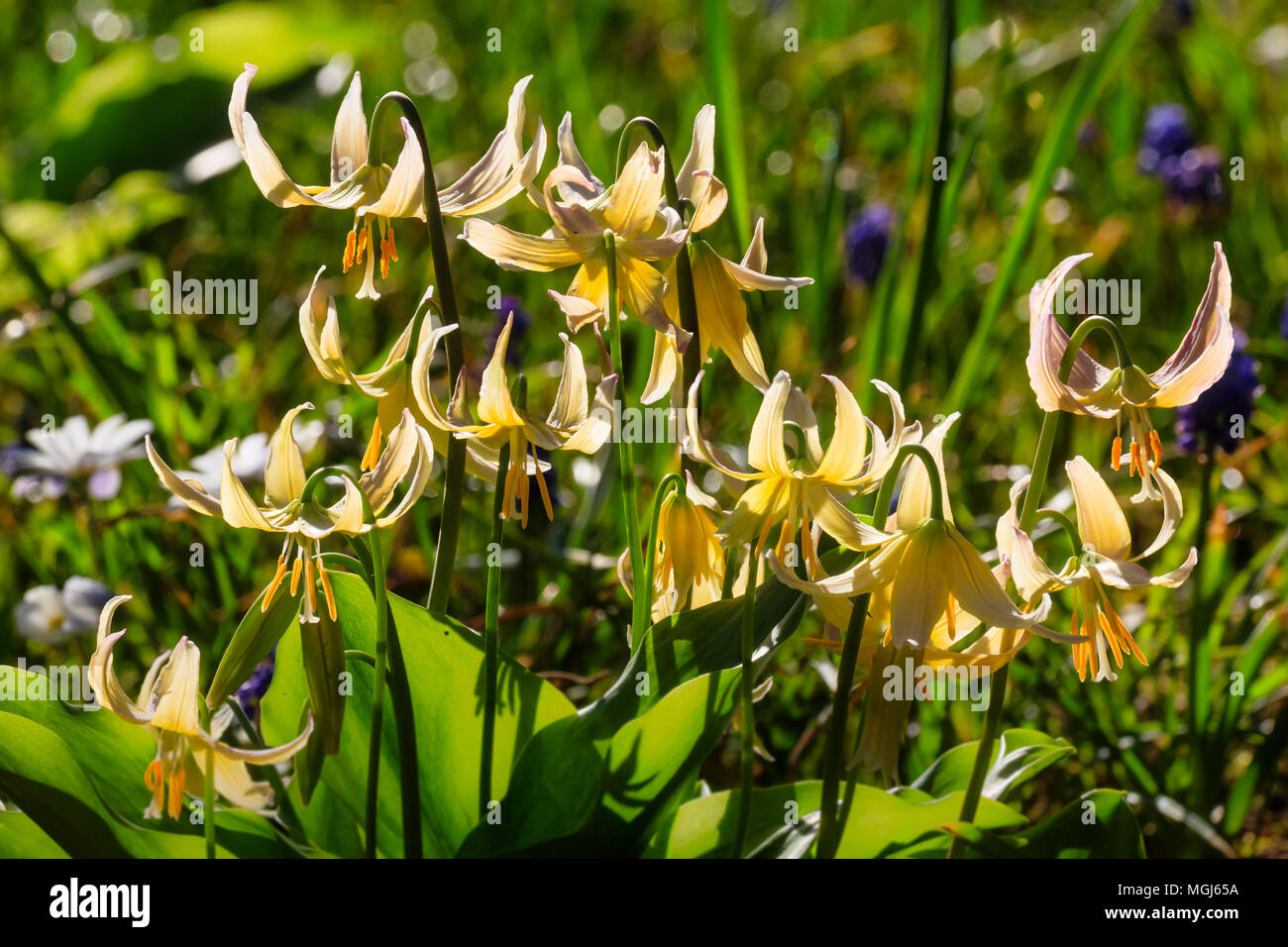 Focus stacked image of a group of the spring flowering Erythronium 'Joanna', a hybrid between E,revolutum and E.tuolumnense Stock Photo