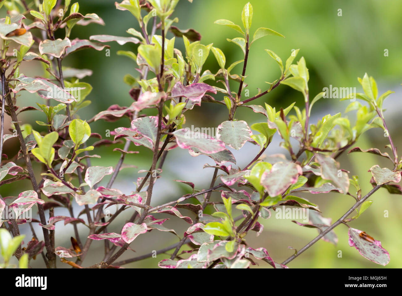 Variegated old and green new growth of the compact evergreen shrub, Pittosporum tenuifolium 'Victoria ' Stock Photo