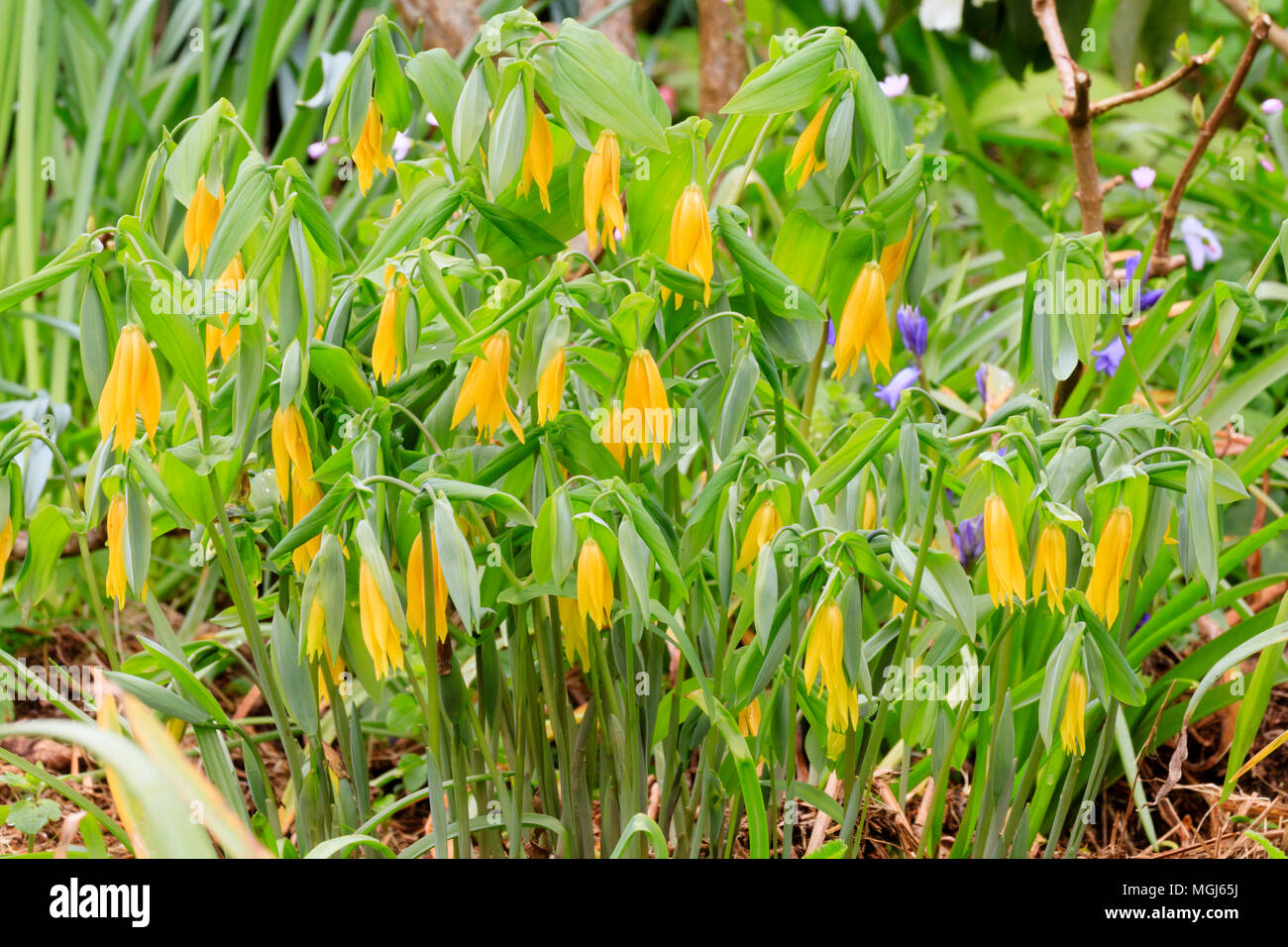 Flowers of an orange form of the perennial, summer dormant woodlander, Uvularia grandiflora Stock Photo