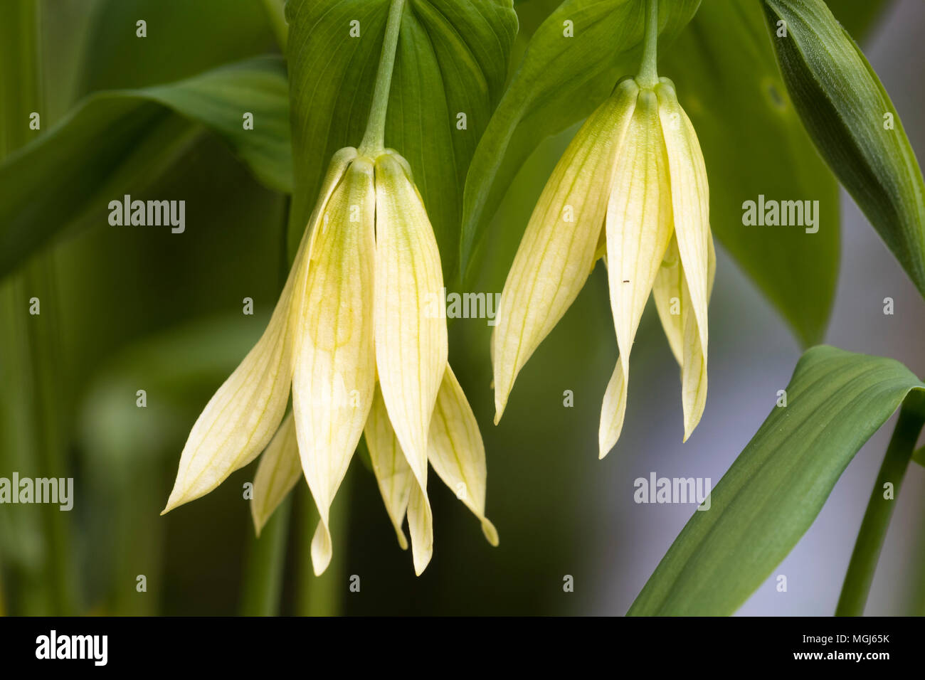 Pale yellow spring flowers of the summer dormant woodland perennial, Uvularia grandiflora 'Pallida' Stock Photo