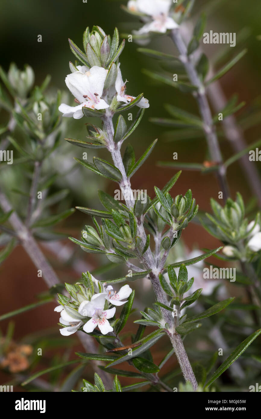 Branching growth and flowers of the pink spotted, white, Spring flowering of the Eastern Australian evergreen shrub, Westringia fruticosa Stock Photo