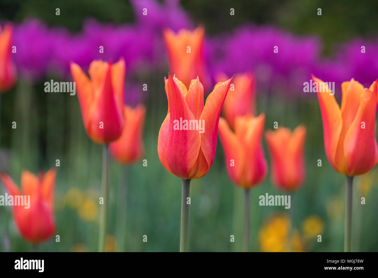 Close up of orange / red tulips in a spring mixed garden border which has been blurred into the background, England, UK Stock Photo