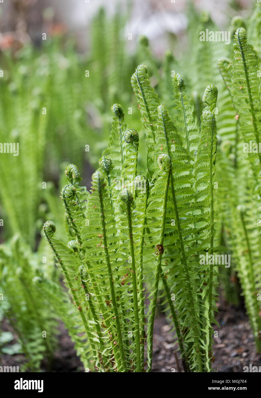 Close up of ferns hi-res stock photography and images - Alamy