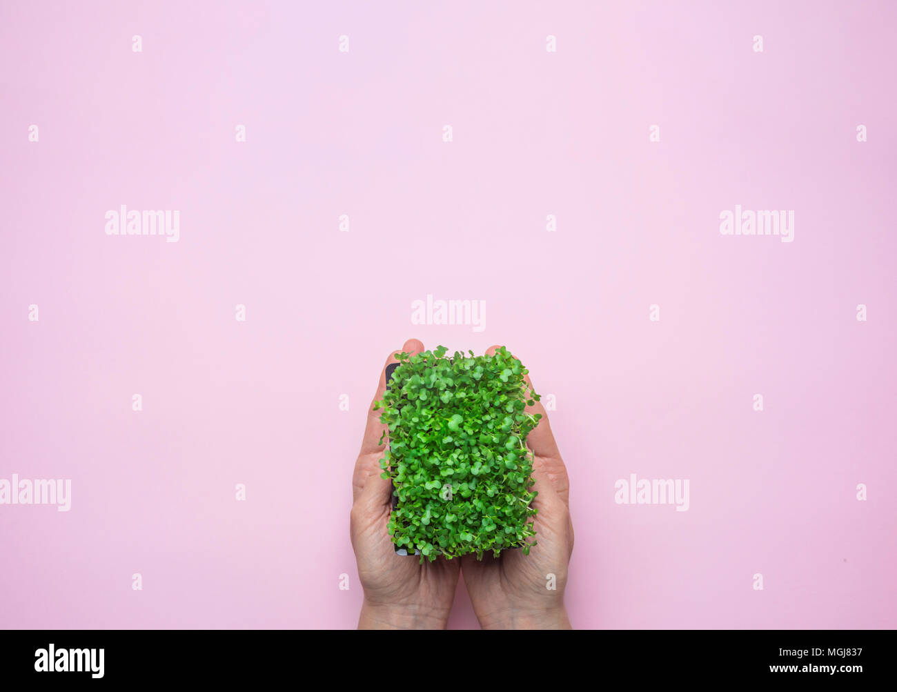 Young Caucasian Woman Holding in Hand Pot with Fresh Green Sprouts of Water Cress on Pastel Pink Background. Gardening Healthy Plant Based Diet Food G Stock Photo