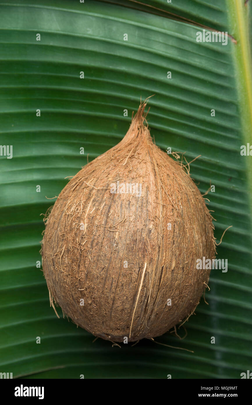 Tropical Nature Background Ripe Coconut on Large Green Palm Leaf ...