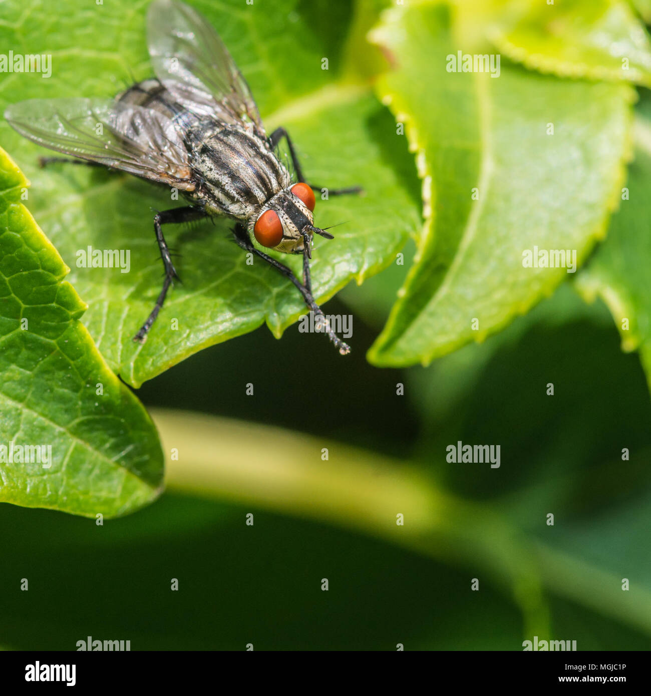 A macro shot of a fly sitting on a green leaf Stock Photo - Alamy