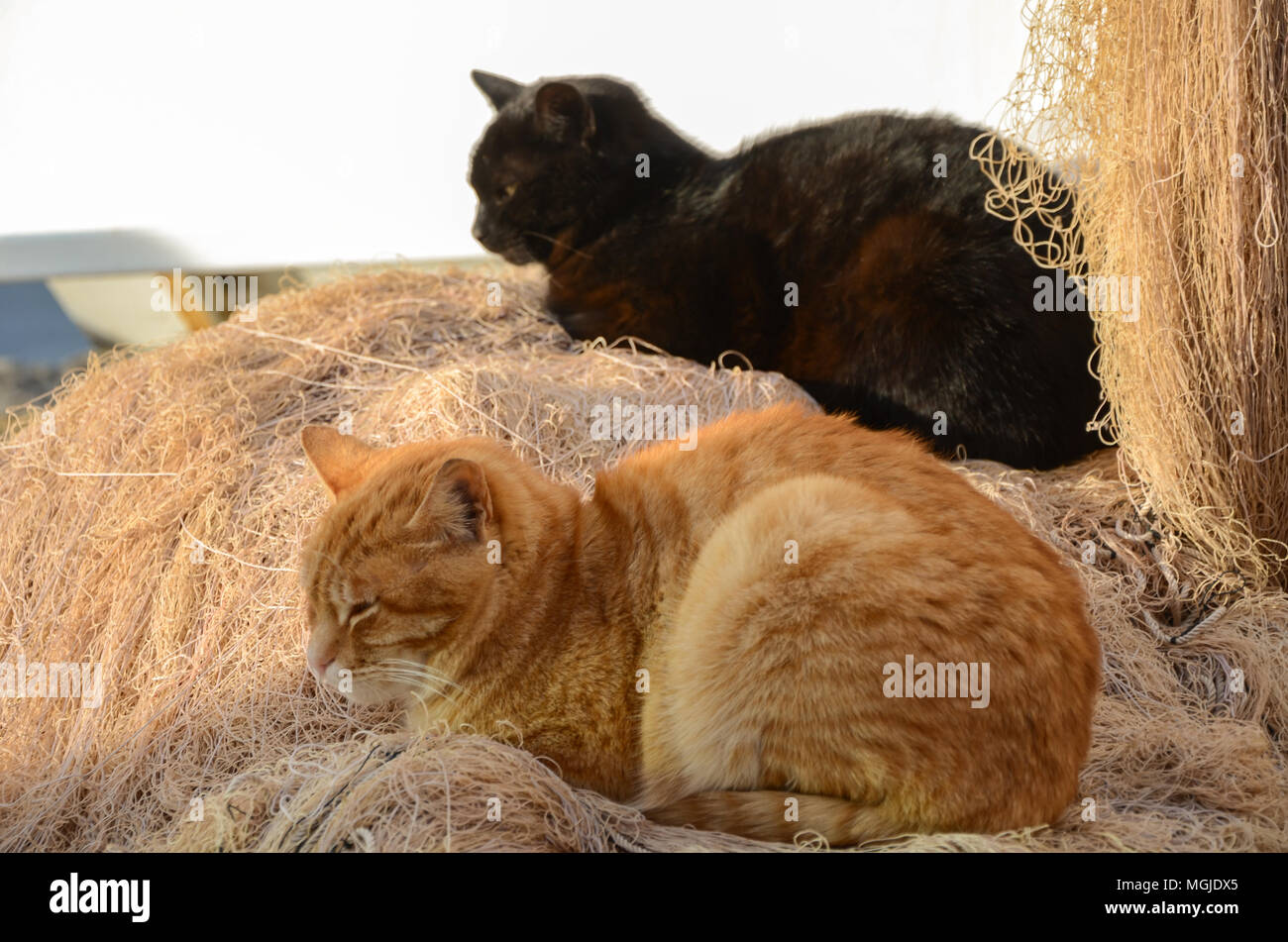 The yellow cat and the black cat are sleeping On the fishing nets. Stock Photo