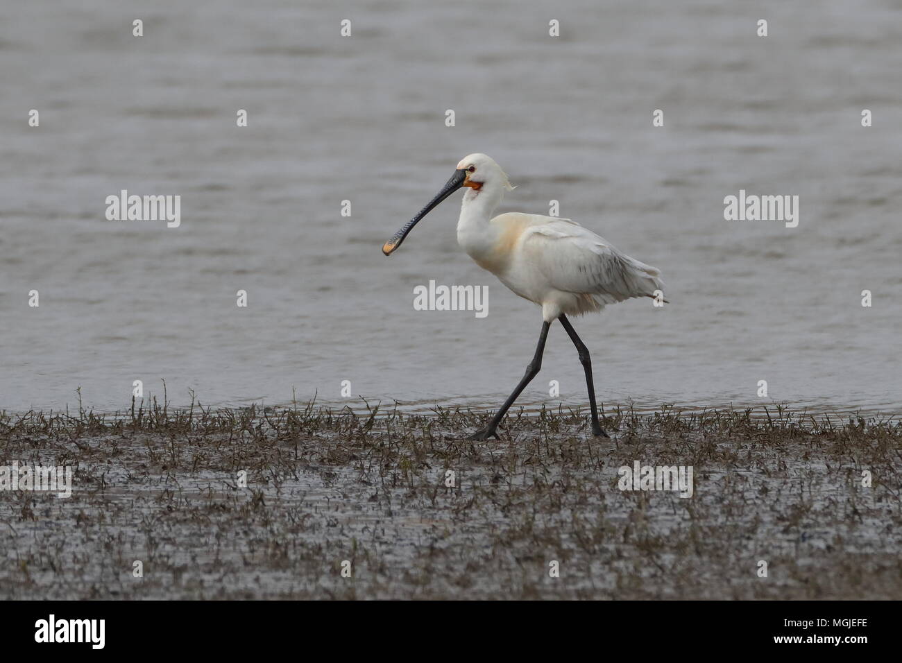 Flying spoonbill uk hi-res stock photography and images - Alamy
