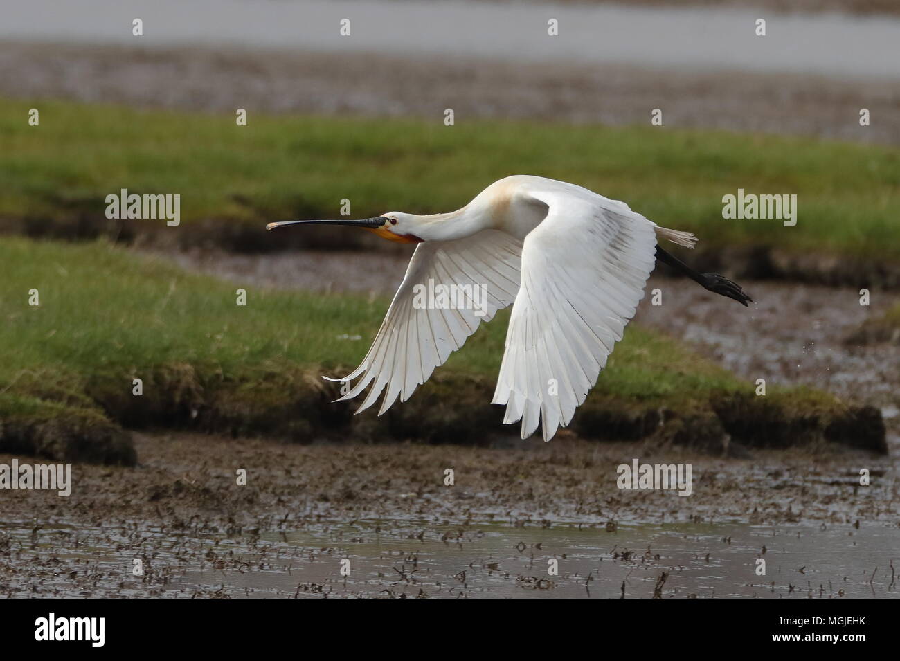 Flying spoonbill uk hi-res stock photography and images - Alamy