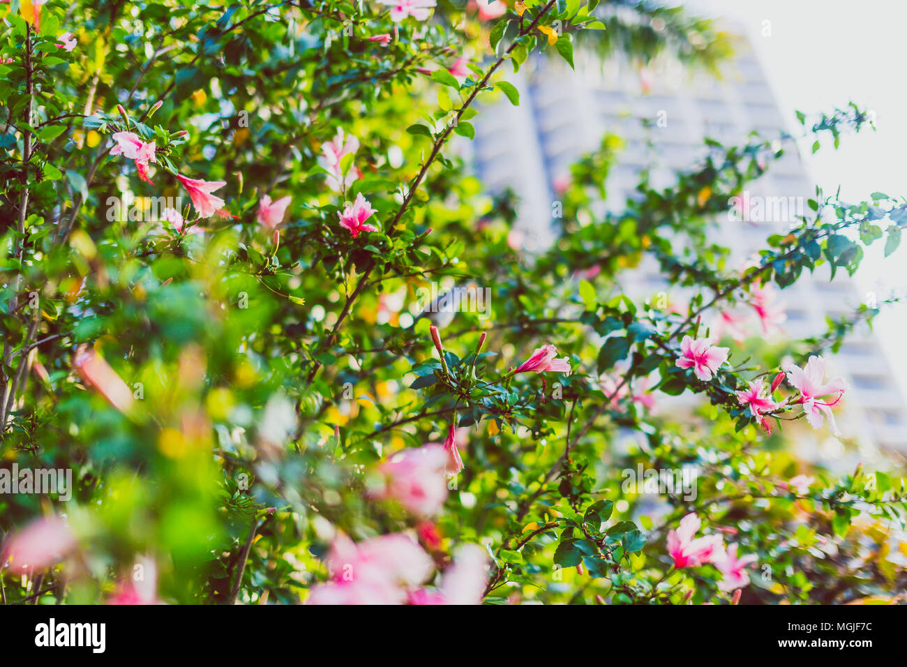 exotic subtropical hibiscus trees with pink flowers in bloom, shot in Queensland, Australia Stock Photo
